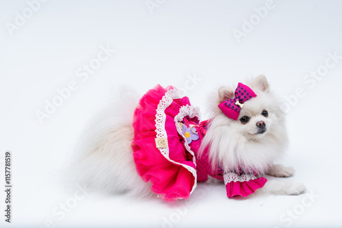 Spits branca com vestido rosa e laço na cabeça