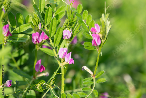 Foto Common vetch (vicia sativa) flowers in bloom