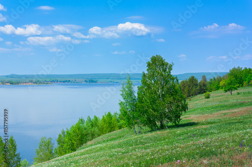 Pine trees on the slope of the Zhiguli mountains near Samara in Russia photo