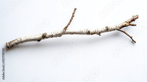A single birch branch with its characteristic white bark, isolated on a clean white background.  Perfect for minimalist or nature-themed designs.