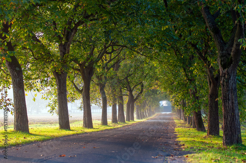 Allee im Sommerlicht