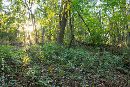 Sunlight fliiters through a Wisconsin forest in early October. photo