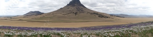 A panoramic view of a spring landscape with blooming flowers on a meadow