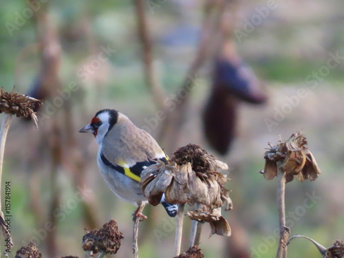 Lovely goldfinch