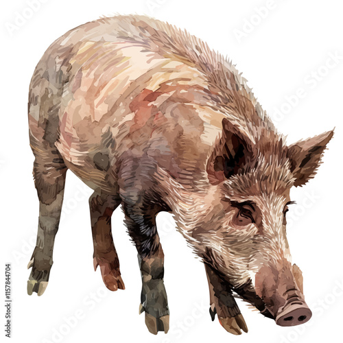 A watercolor vector of a boar searching for food, isolated on a white background. Boar vector.
