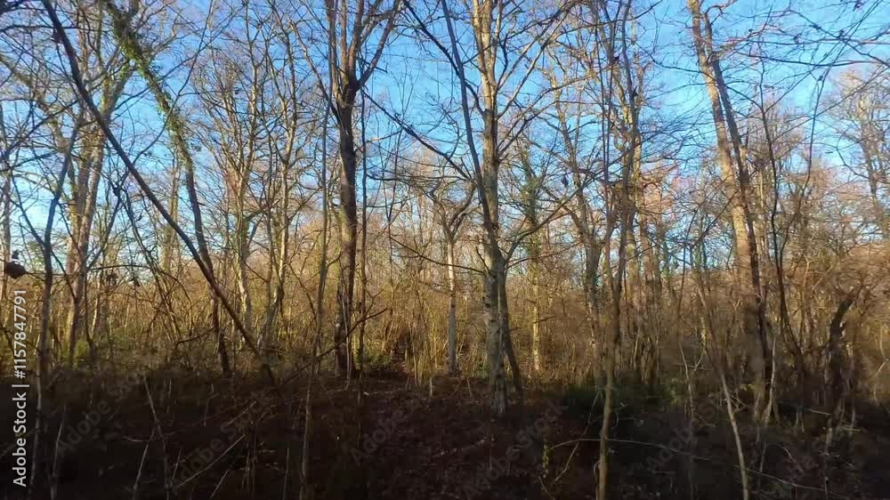 AVANCÉE RAPIDE ENTRE LES BRANCHES ET DEMI-CERCLE AUTOUR D'UN ARBRE EN FORET UN JOUR ENSOLEILLE D'HIVER | DRONE FPV AVANCÉE RAPIDE ENTRE LES BRANCHES ET DEMI-CERCLE AUTOUR D'UN ARBRE EN FORET UN JOUR ENSOLEILLE D'HIVER | DRONE FPV