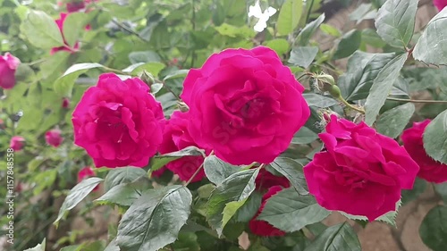 A bunch of pink roses are on a bush. Roses moves on the wind