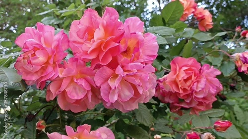 A bunch of pink roses are on a bush. Roses moves on the wind