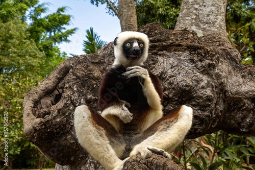 Coquerel's sifaka lemur (Propithecus coquereli), Endemic species, Nature of Madagascar photo