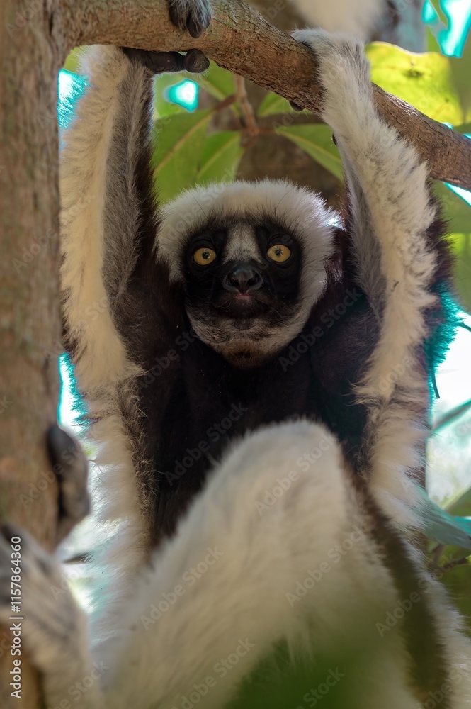 Fototapeta premium Coquerel's sifaka lemur (Propithecus coquereli), Endemic species, Nature of Madagascar
