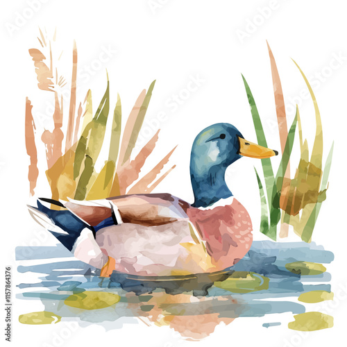 A watercolor vector of a duck swimming in a pond, isolated on a white background. Duck vector.
