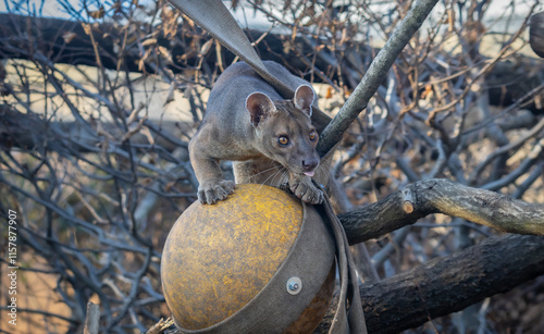 A curious fossa (Cryptoprocta ferox), native to Madagascar, perched atop a suspended yellow ball amidst a tangle of bare branches. Its intense, amber eyes and poised stance reflect agility and alertne