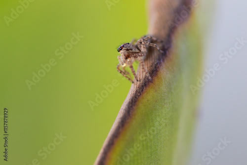 pequeña araña saltarina sobre una hoja verde, colores verde y marrón photo