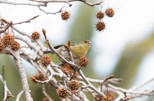 pequeña ave amarilla y negro llamanda jilguero, escondido entre las hojas y frutos de un arce japonés, fondo desenfocado photo