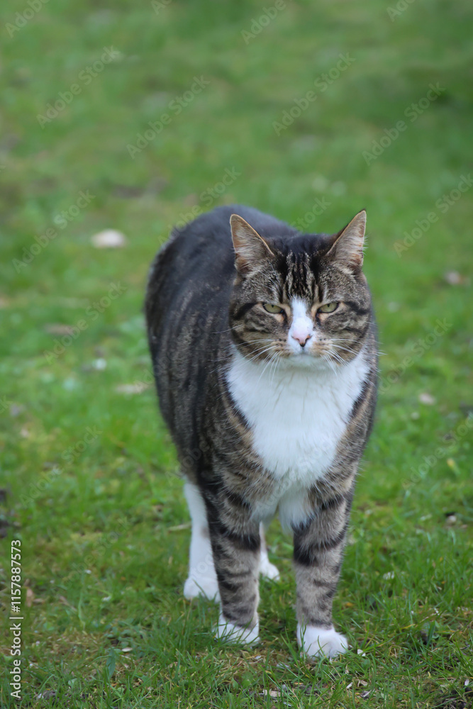 Obraz premium Eine Hauskatze auf einer Wiese.