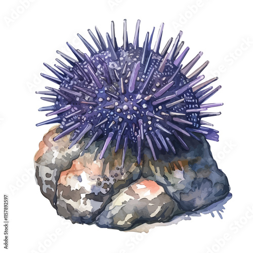 A watercolor illustration of a sea urchin in coral crevices, isolated on a white background. Sea urchin vector.
