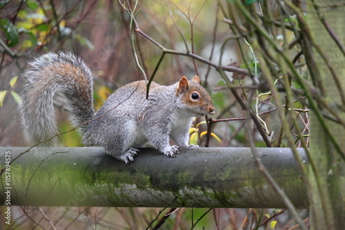 Grey squirrel on the trellace