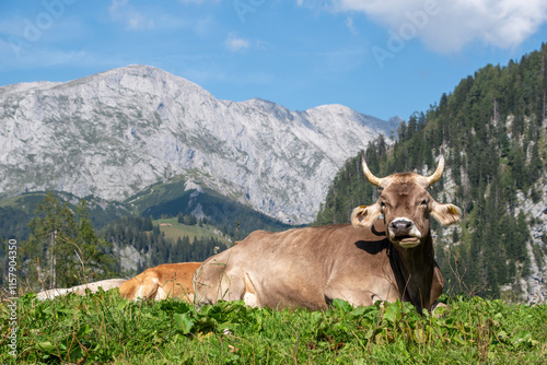 Fototapeta Naklejka Na Ścianę i Meble -  Braunvieh cow brown cattle or Swiss Brown at Priesbergalm meadow with Hoher Goell mountain range in the back, Berchtesgaden national park, bavaria, germany