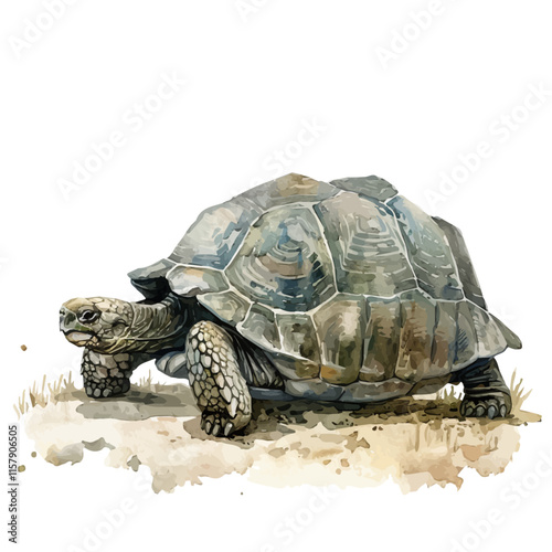 A watercolor of a tortoise making its way through the grass, isolated on a white background. Tortoise vector.
