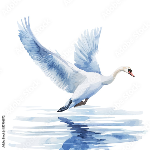 A watercolor clipart of a swan taking flight from a lake, isolated on a white background. Swan vector.
