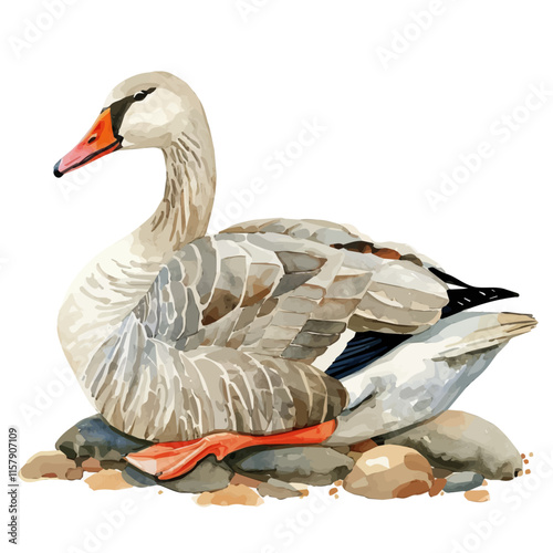 A watercolor vector of a swan goose resting on the shore, isolated on a white background. Swan goose vector.
