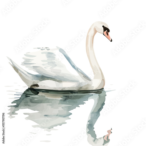 A watercolor drawing of a swan gliding gracefully across the lake, isolated on a white background. Swan vector.

