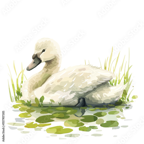 A watercolor illustration of a swan cygnet resting by the lake, isolated on a white background. Swan cygnet vector.

