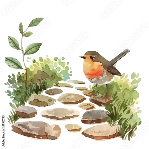 A watercolor drawing of a robin hopping on a garden path, isolated on a white background. Robin vector.
