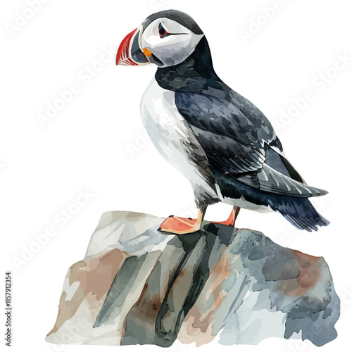 A watercolor painting of a puffin standing on a rocky ledge, isolated on a white background. Puffin vector.
