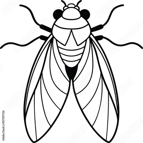 Cicada cicada insect animal color sketch engraving vector illustration. Grey Cicada, isolated on white