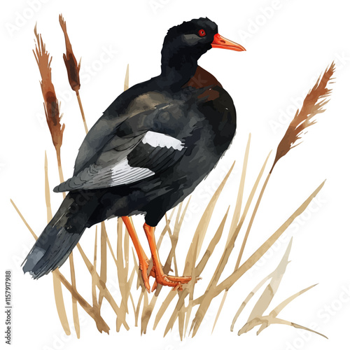 A tranquil portrayal of a moorhen perched on reeds, capturing its unique features and wetland habitat.

