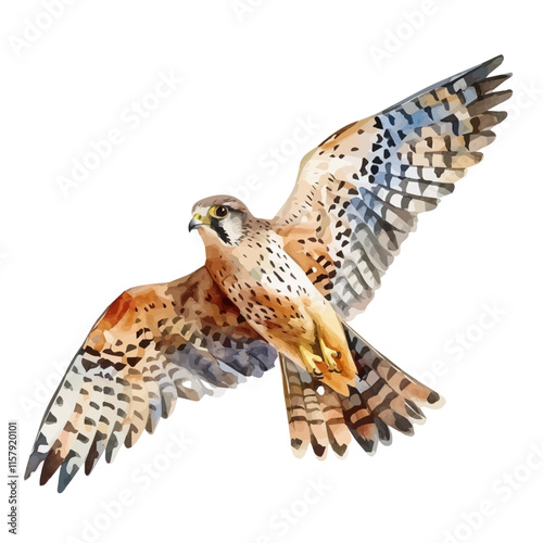 A watercolor vector painting of a kestrel hovering above a field, isolated on a white background. Kestrel vector.

