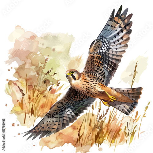 A watercolor vector painting of a kestrel hovering above a field, isolated on a white background. Kestrel vector.

