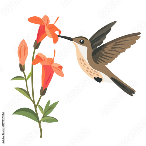 A watercolor vector painting of a hummingbird hovering near a flower, isolated on a white background. Hummingbird vector.

