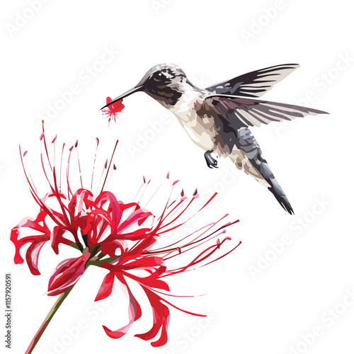 A watercolor vector painting of a hummingbird hovering by a red flower, isolated on a white background. Hummingbird vector.

