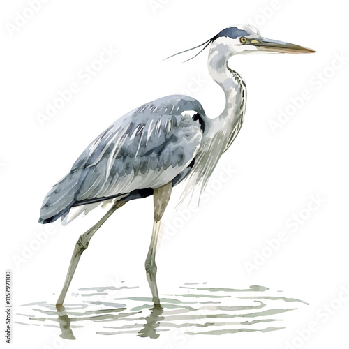 A watercolor vector painting of a heron wading in shallow water, isolated on a white background. Heron vector.

