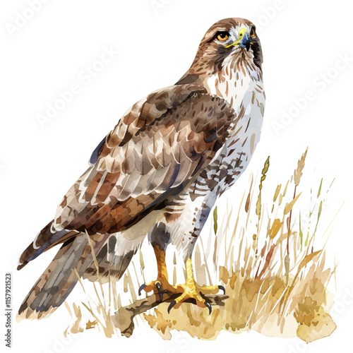 A watercolor vector painting of a hawk scanning for prey in a meadow, isolated on a white background. Hawk vector.
