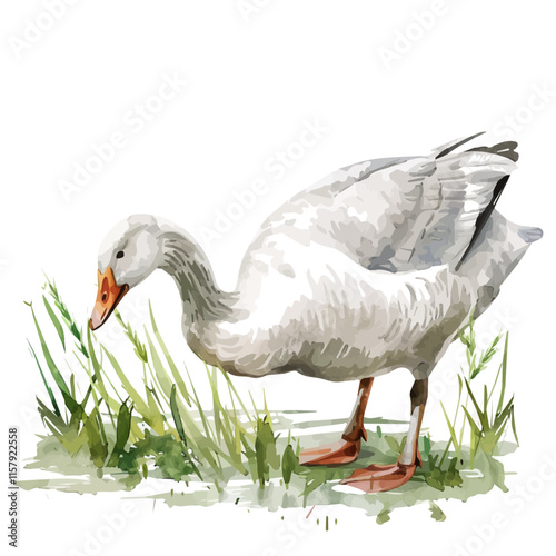 A watercolor vector painting of a goose nibbling grass, isolated on a white background. Goose vector.