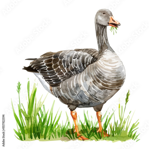 A watercolor vector painting of a goose nibbling grass, isolated on a white background. Goose vector.