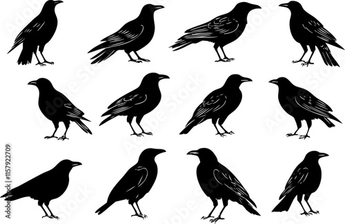 Vector silhouettes of crows in various poses on a white background.