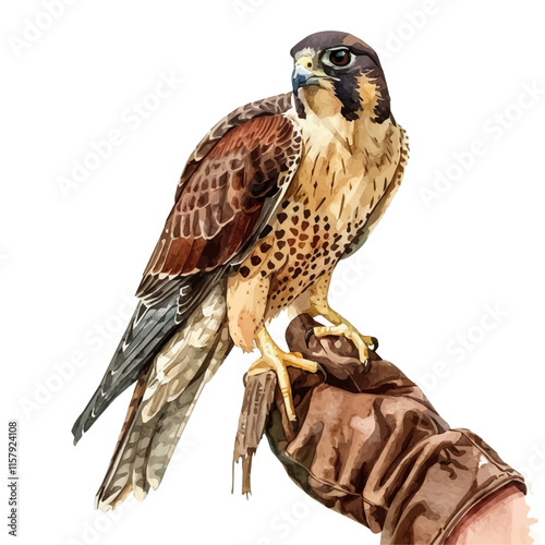 A watercolor vector painting of a falcon perched on a falconer's glove, isolated on a white background. Falcon vector.