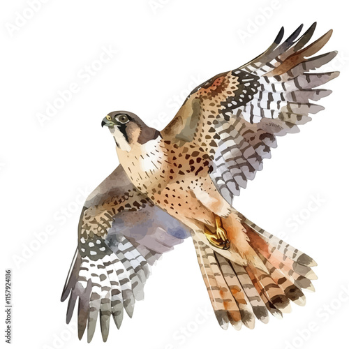 A watercolor vector painting of a falcon gliding above the plains, isolated on a white background. Falcon vector.