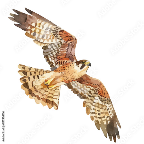 A watercolor vector painting of a falcon diving for prey, isolated on a white background. Falcon vector.