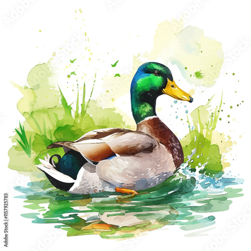 A watercolor vector painting of a duck splashing in a pond, isolated on a white background. Duck vector.
