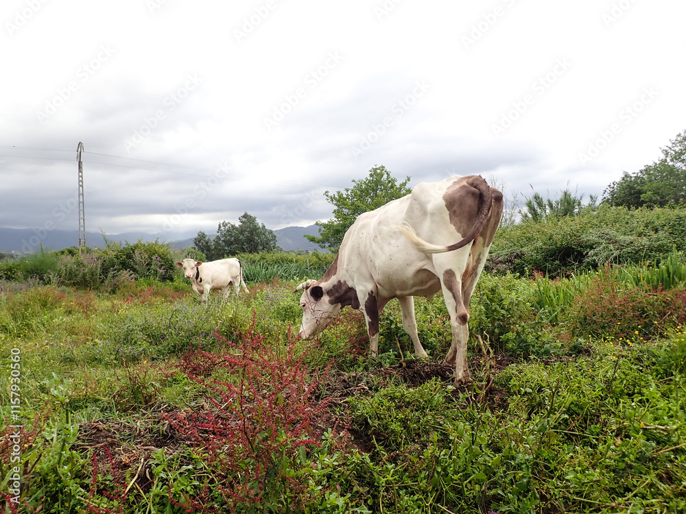 Fototapeta premium Cows on a green field and blue sky, grazing cows in a meadow with green grass and in the background the blue sky clouds and sea, Black and white cows in a grassy field In Algeria on Africa.