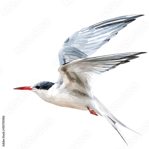 A watercolor vector painting of arctic tern migrating across continents, isolated on a white background. Arctic tern vector.

