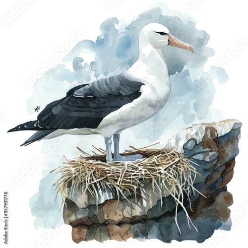A watercolor vector painting of albatross nesting on a cliff, isolated on a white background. Albatross vector.

