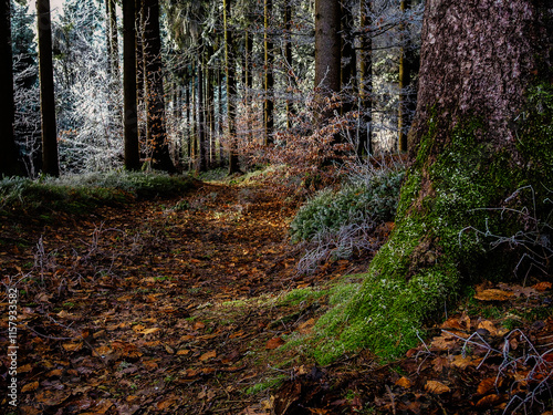 A path in the forest with fallen leaves and trees covered with frost crystals, illuminated by the sun
