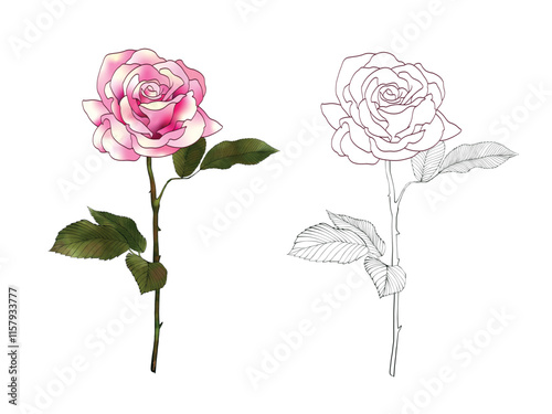 Vector flower rose hand-drawn illustration