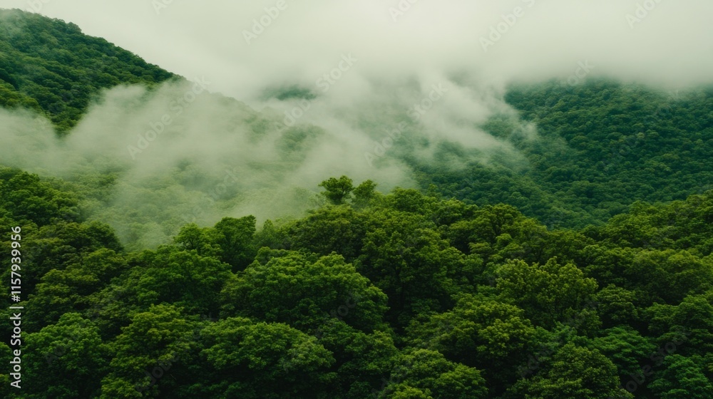 Misty Forests and Mountains with Scenic View Misty Forests and Mountains with Scenic View